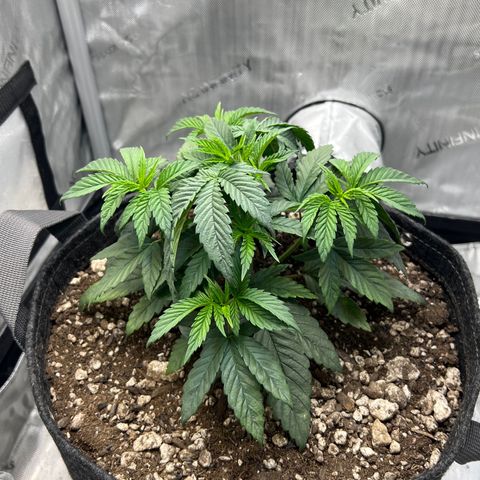 OG Kush growlog timeline photo