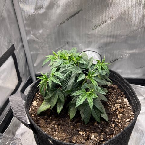 OG Kush growlog timeline photo