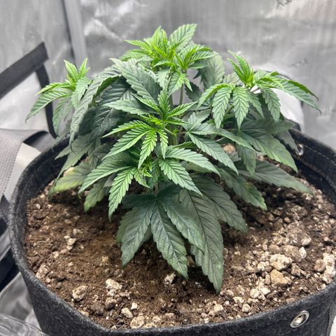 OG Kush growlog timeline photo