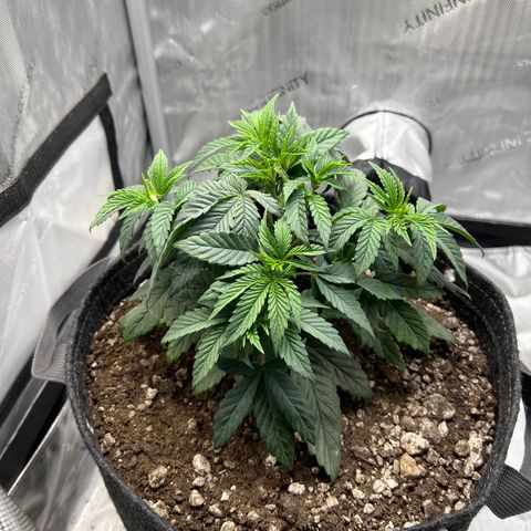 OG Kush growlog timeline photo