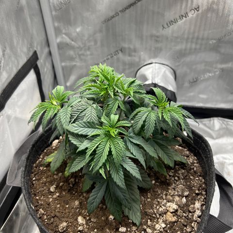 OG Kush growlog timeline photo