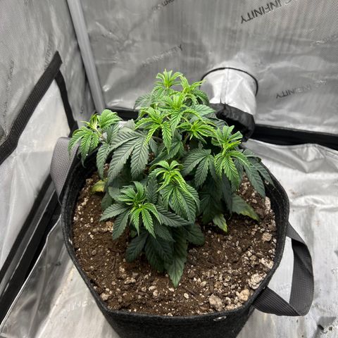 OG Kush growlog timeline photo