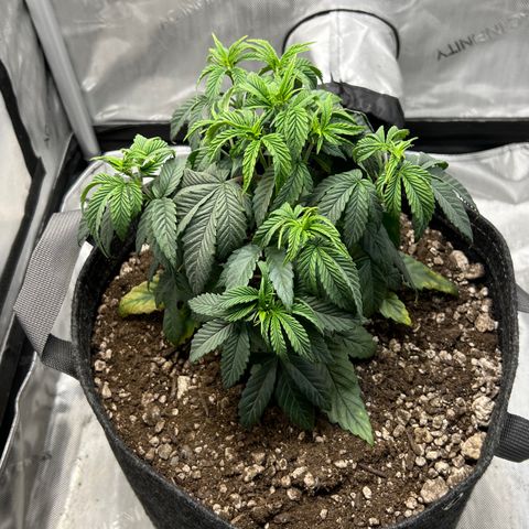 OG Kush growlog timeline photo