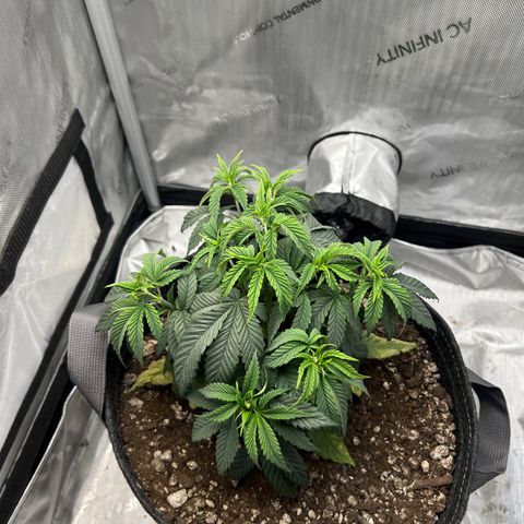 OG Kush growlog timeline photo