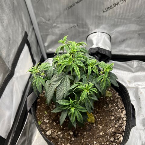 OG Kush growlog timeline photo