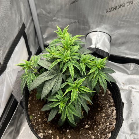 OG Kush growlog timeline photo