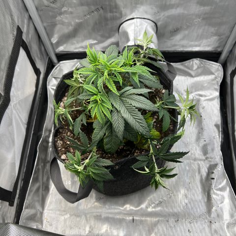 OG Kush growlog photo: LST