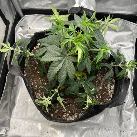 OG Kush growlog photo: Taken in the morning