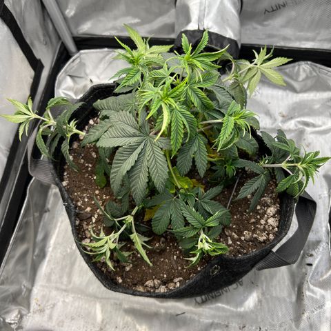 OG Kush growlog photo: PM