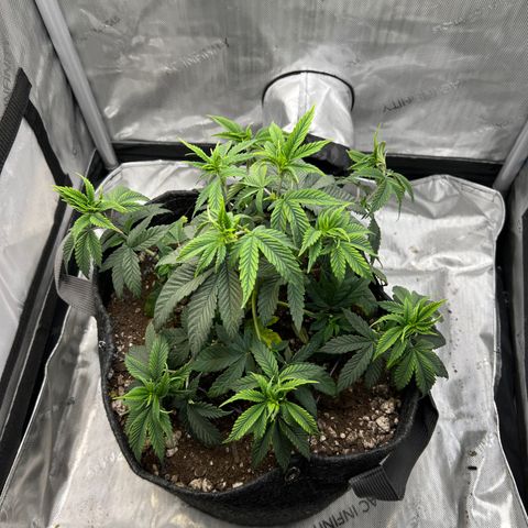 OG Kush growlog timeline photo