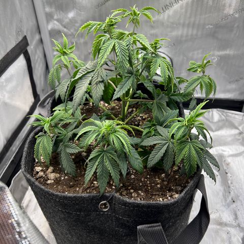 OG Kush growlog timeline photo