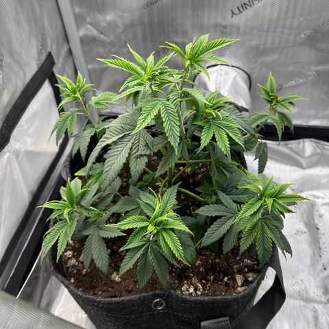 OG Kush growlog timeline photo