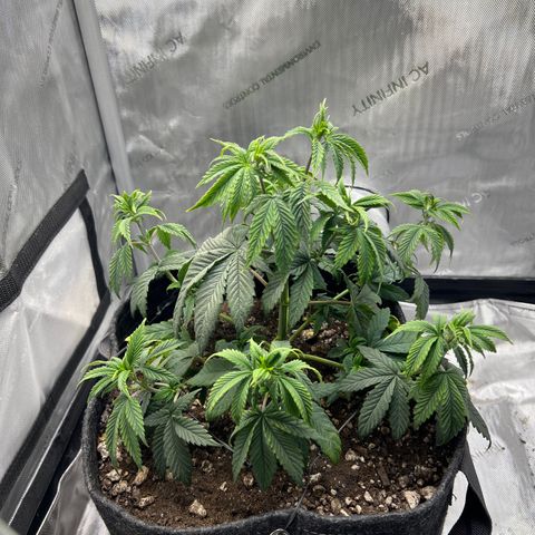 OG Kush growlog timeline photo