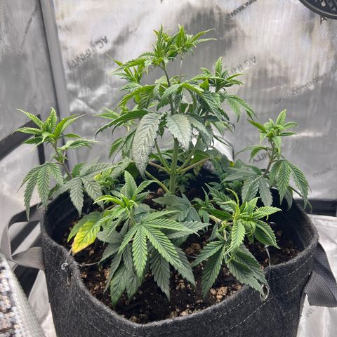 OG Kush growlog timeline photo