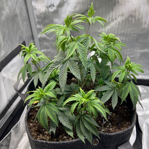 OG Kush growlog timeline photo