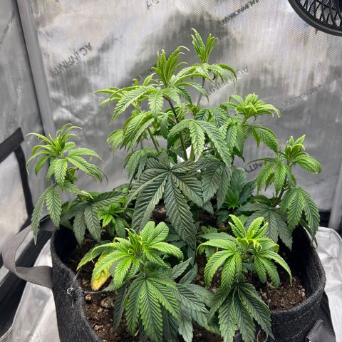 OG Kush growlog timeline photo