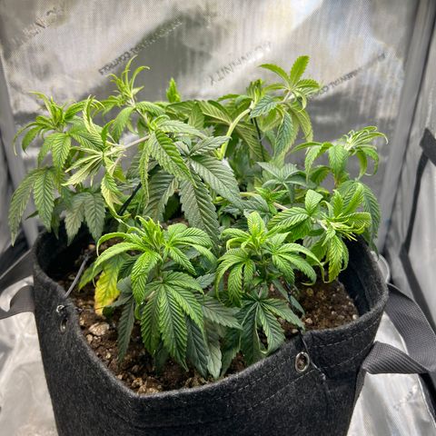 OG Kush growlog photo: Second LST to even out canopy