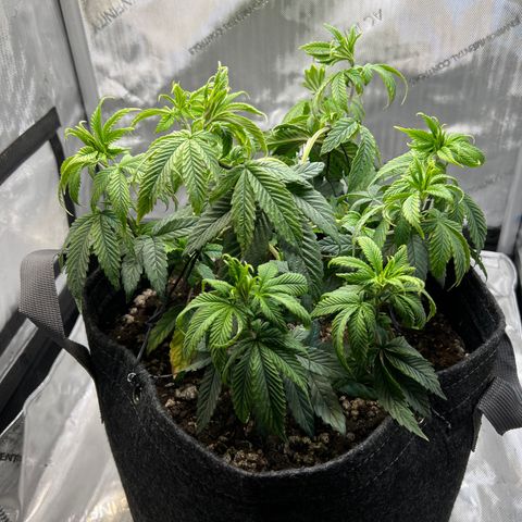 OG Kush growlog timeline photo