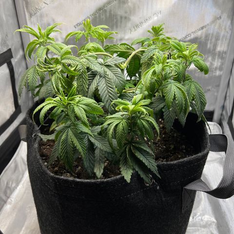 OG Kush growlog timeline photo