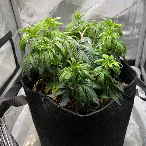 OG Kush growlog timeline photo