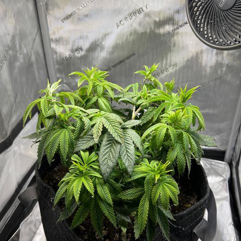 OG Kush growlog timeline photo