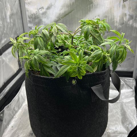 OG Kush growlog photo: Second LST performed