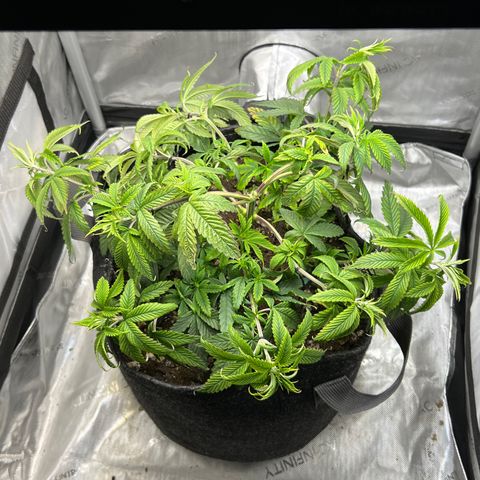 OG Kush growlog photo: Second LST performed