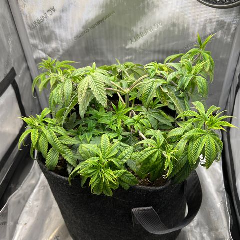 OG Kush growlog timeline photo