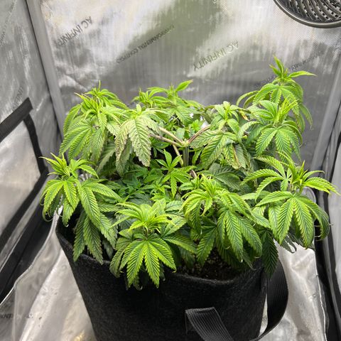 OG Kush growlog timeline photo