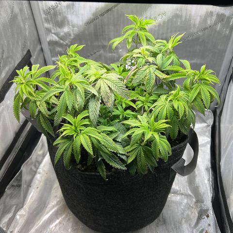 OG Kush growlog timeline photo