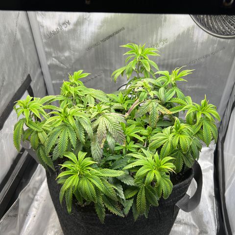 OG Kush growlog timeline photo