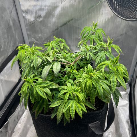 OG Kush growlog timeline photo