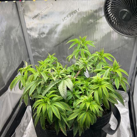 OG Kush growlog timeline photo
