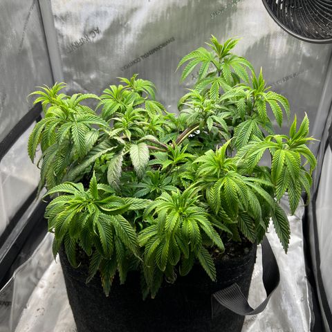 OG Kush growlog timeline photo