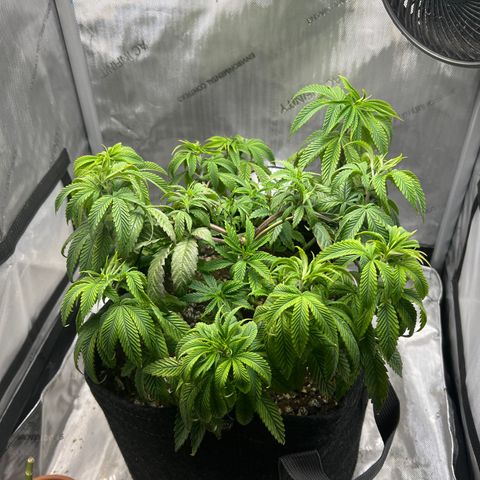 OG Kush growlog timeline photo