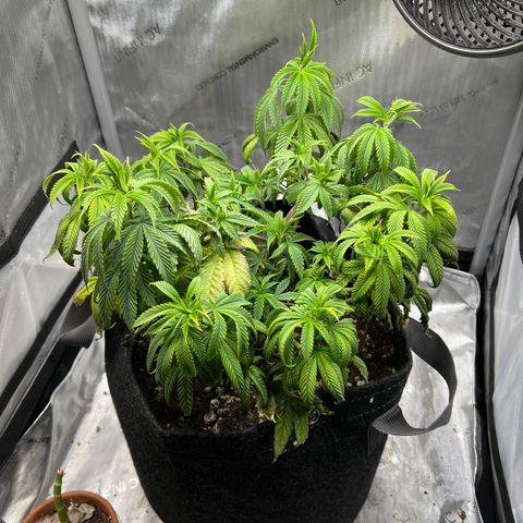 OG Kush growlog timeline photo