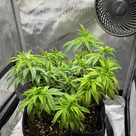 OG Kush growlog timeline photo