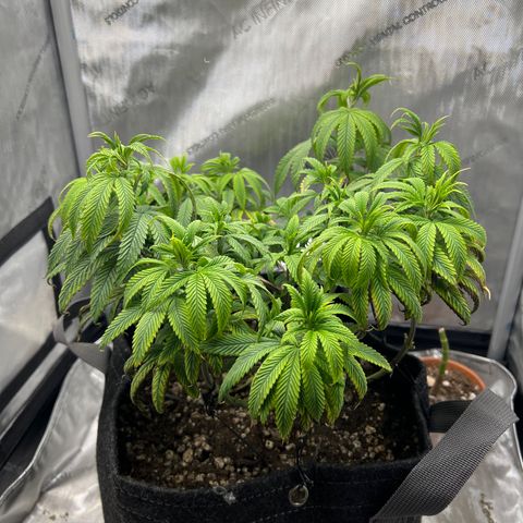OG Kush growlog timeline photo
