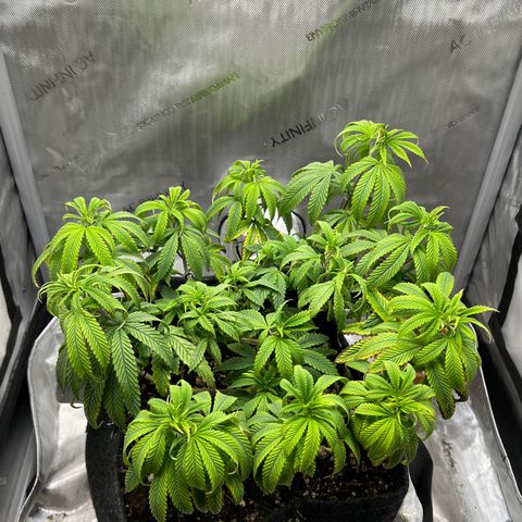 OG Kush growlog timeline photo