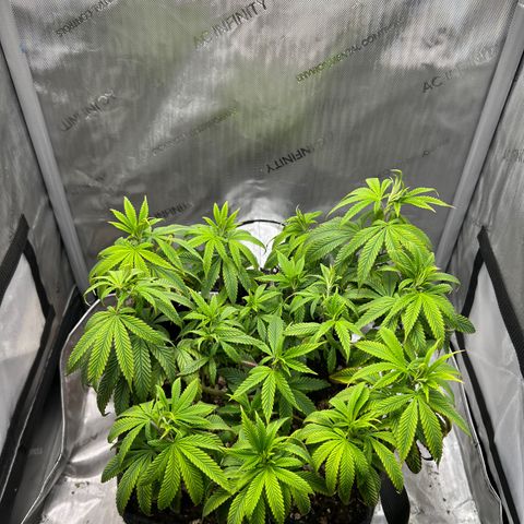 OG Kush growlog timeline photo