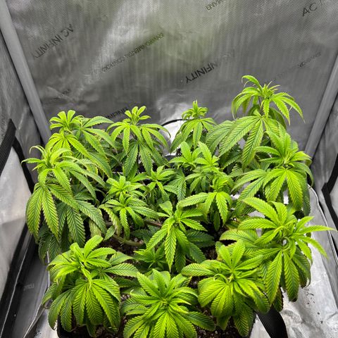 OG Kush growlog timeline photo