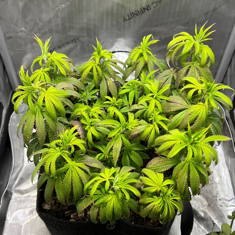 OG Kush growlog timeline photo