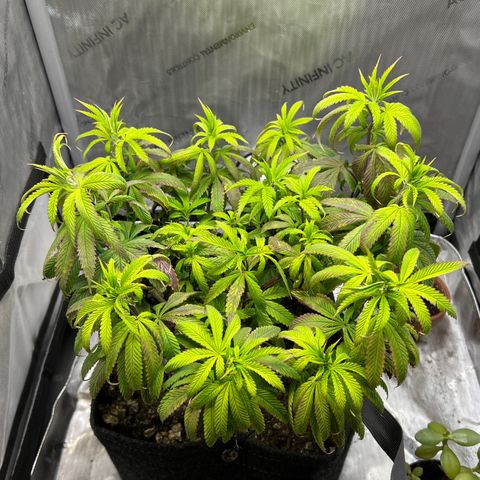 OG Kush growlog timeline photo