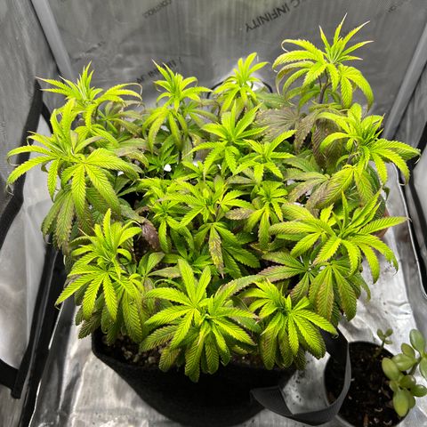 OG Kush growlog timeline photo