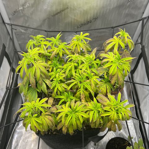 OG Kush growlog timeline photo