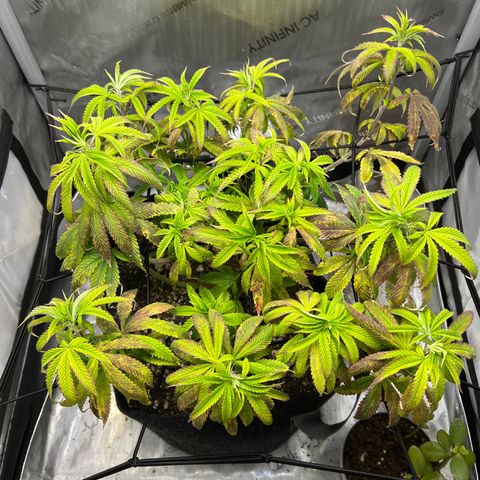 OG Kush growlog timeline photo
