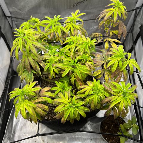 OG Kush growlog timeline photo