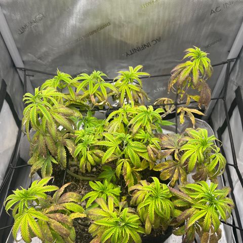 OG Kush growlog timeline photo