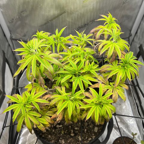 OG Kush growlog timeline photo