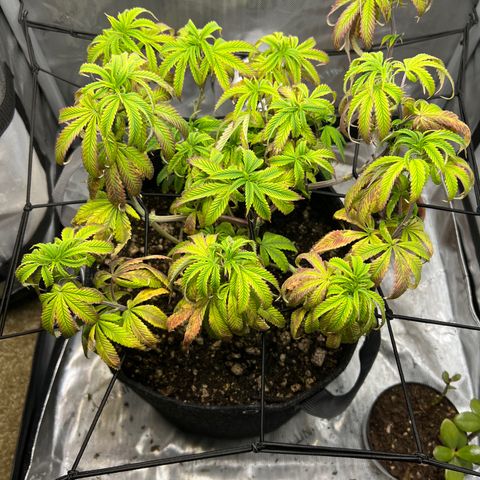 OG Kush growlog timeline photo